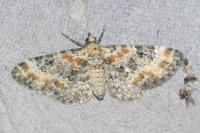 Eupithecia pulchellata