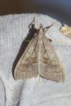 Mecyna asinalis
