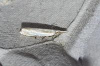 Crambus pascuella