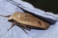 Noctua pronuba