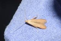 Coleophora