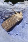 Spodoptera exigua
