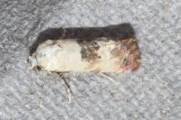 Cochylis posterana