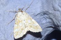 Elophila nymphaeata