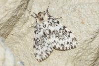 Lymantria monacha