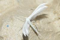 Pterophorus pentadactylus