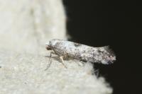 Paraswammerdamia albicapitella