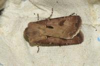 Agrotis exclamationis