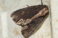 Dypterygia scabriuscula