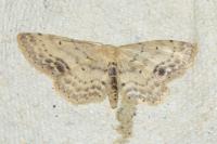 Idaea dimidiata