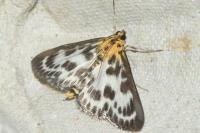 Anania hortulata