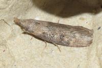 Lamoria anella