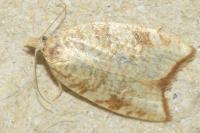 Aleimma loeflingiana
