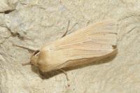 Mythimna pallens