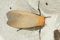 Lithosia quadra