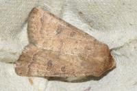 Hoplodrina octogenaria