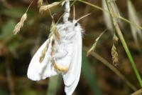 Sphrageidus similis