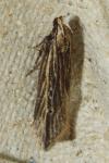 Monochroa palustrellus