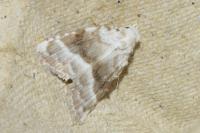 Meganola albula