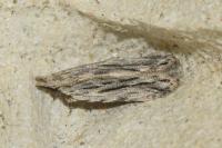 Anarsia innoxiella