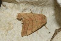 Charanyca trigrammica