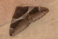 Dysgonia algira