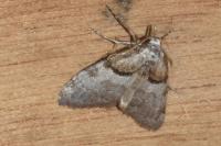 Nola cucullatella