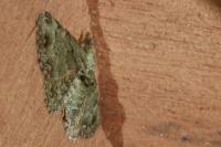 Pasiphila rectangulata