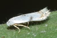 Pseudopostega crepusculella