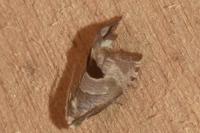 Notocelia uddmanniana