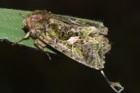 Trachea atriplicis