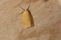 Cybosia mesomella