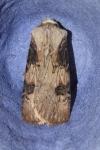 Agrotis puta