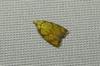 Acleris bergmanniana