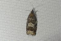 Ancylis achatana