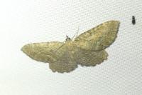 Philereme vetulata