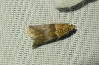 Acrobasis repandana