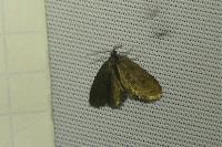 Psyche crassiorella