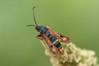 Pyropteron chrysidiforme