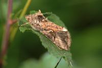 Autographa gamma