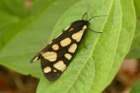 Arctia villica