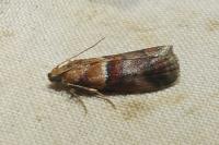 Acrobasis repandana