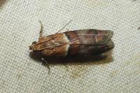 Acrobasis repandana