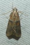 Acrobasis repandana