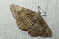 Alcis repandata