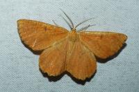 Angerona prunaria