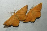 Angerona prunaria
