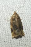 Archips xylosteana
