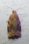 Archips xylosteana