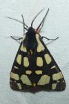 Arctia villica